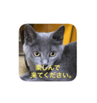 misa was（個別スタンプ：5）