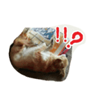 pet ramu（個別スタンプ：1）