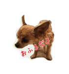 pet ramu（個別スタンプ：2）