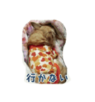pet ramu（個別スタンプ：3）