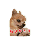 pet ramu（個別スタンプ：4）