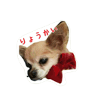 pet ramu（個別スタンプ：5）