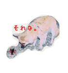 pet ramu（個別スタンプ：7）