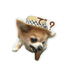 pet ramu（個別スタンプ：8）