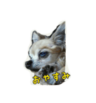 pet ramu（個別スタンプ：10）