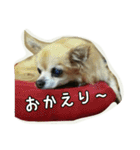 pet ramu（個別スタンプ：11）