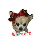 pet ramu（個別スタンプ：12）