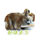 pet ramu（個別スタンプ：13）