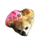 pet ramu（個別スタンプ：15）