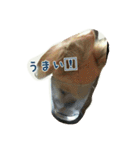 pet ramu（個別スタンプ：16）