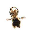 pet ramu（個別スタンプ：19）