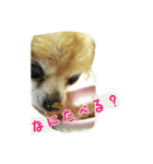 pet ramu（個別スタンプ：20）