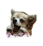 pet ramu（個別スタンプ：21）