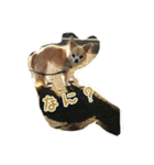 pet ramu（個別スタンプ：22）