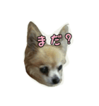 pet ramu（個別スタンプ：23）