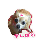pet ramu（個別スタンプ：24）