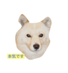ミックス犬のムク（個別スタンプ：1）