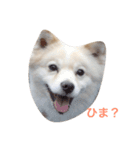 ミックス犬のムク（個別スタンプ：2）