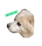 ミックス犬のムク（個別スタンプ：3）