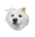 ミックス犬のムク（個別スタンプ：4）