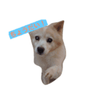 ミックス犬のムク（個別スタンプ：5）