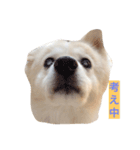 ミックス犬のムク（個別スタンプ：6）