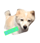 ミックス犬のムク（個別スタンプ：7）