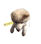 ミックス犬のムク（個別スタンプ：8）