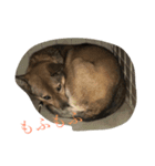 クッキーのスタンプ（個別スタンプ：1）