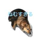 クッキーのスタンプ（個別スタンプ：2）
