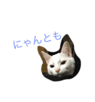 loveLucy5（個別スタンプ：1）