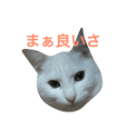loveLucy5（個別スタンプ：3）