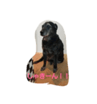 黒ラブハッピーのハッピーな毎日（個別スタンプ：3）