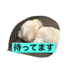 puppy's she（個別スタンプ：1）