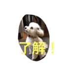 puppy's she（個別スタンプ：3）