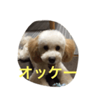 puppy's she（個別スタンプ：4）