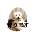 puppy's she（個別スタンプ：6）