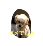 puppy's she（個別スタンプ：7）
