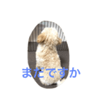 puppy's she（個別スタンプ：8）