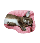 lovery pupu（個別スタンプ：5）