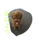 kawaiigyuri（個別スタンプ：1）