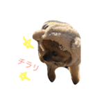 ポメラニアンのぽんた（個別スタンプ：1）
