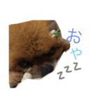 ポメラニアンのぽんた（個別スタンプ：3）