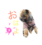ポメラニアンのぽんた（個別スタンプ：5）