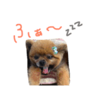 ポメラニアンのぽんた（個別スタンプ：13）
