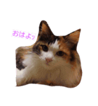 purity  cat（個別スタンプ：1）