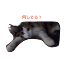 purity  cat（個別スタンプ：2）