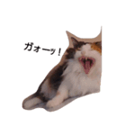 purity  cat（個別スタンプ：3）