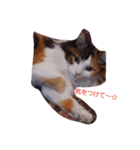 purity  cat（個別スタンプ：4）
