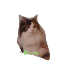 purity  cat（個別スタンプ：5）